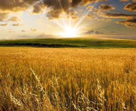 Tratoral Agrcola -